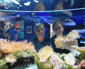 Solitary Islands Aquarium - Accommodation 4U 0