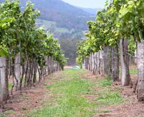 Villa D Esta Vineyard - Accommodation 4U 1