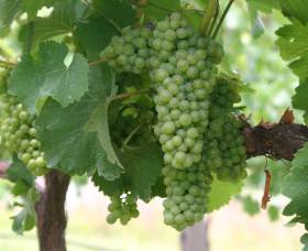 Roses Vineyard At Innes View - Accommodation 4U 4
