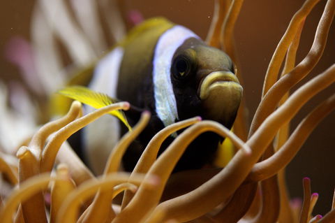 Solitary Islands Aquarium - Accommodation 4U 1