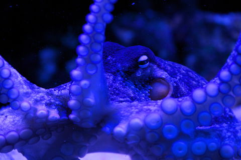 Solitary Islands Aquarium - Accommodation 4U 2