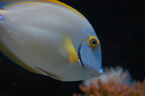 Solitary Islands Aquarium - Accommodation 4U 3