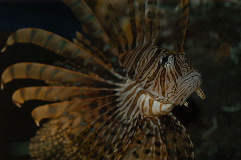 Solitary Islands Aquarium - Accommodation 4U 4