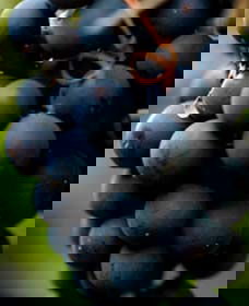 Canowindra NSW Accommodation 4U