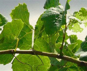 Angullong Wines - Accommodation 4U 1