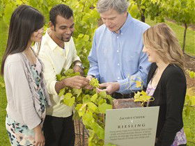 Jacob's Creek Vineyard Tour - Accommodation 4U 0