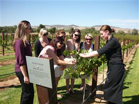 Jacob's Creek Vineyard Tour - Accommodation 4U 2