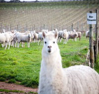 Gemtree Vineyards Cellar Door - Accommodation 4U