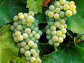 Clover Hill Vineyard - Accommodation 4U 0