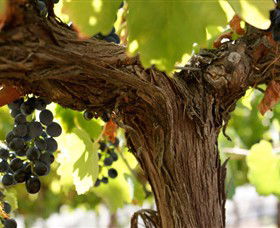 Blackjack Vineyards - Accommodation 4U 0