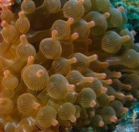 Coral Gardens Dive Site Mooloolaba - Accommodation 4U