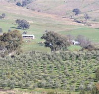 Wymah Organic Olives and Lambs - Accommodation 4U