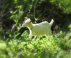 Karmic Goat Soapworks - Accommodation 4U 1