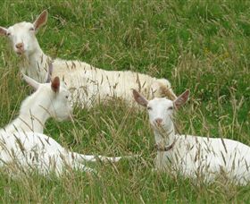 Karmic Goat Soapworks - Accommodation 4U 6