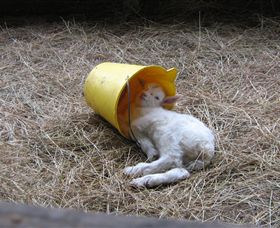 Karmic Goat Soapworks - Accommodation 4U 7