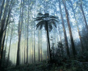 Yarra Ranges National Park - Accommodation 4U 0