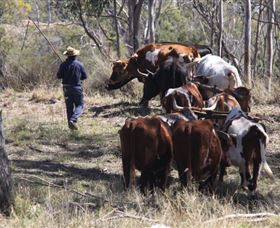 Gleneden Organic Farm And The Gleneden Bullock Team - Accommodation 4U 1