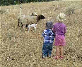 Gleneden Organic Farm And The Gleneden Bullock Team - Accommodation 4U 3