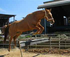 Boggy Creek Shows - Accommodation 4U 3