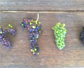 Dromana Estate - Accommodation 4U 1