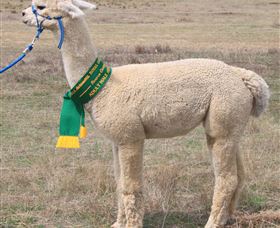 Marchmont Park Alpacas - Accommodation 4U 1