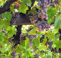  Murrumbateman Winery Company Pty Ltd  - Accommodation 4U