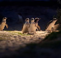 Phillip Island Nature Parks