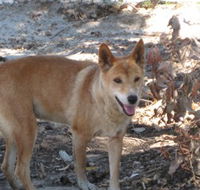 Cohunu Koala Park - Accommodation 4U