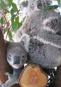 Cohunu Koala Park - Accommodation 4U 1