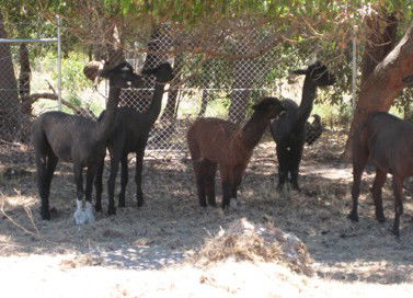 Cohunu Koala Park - Accommodation 4U 2