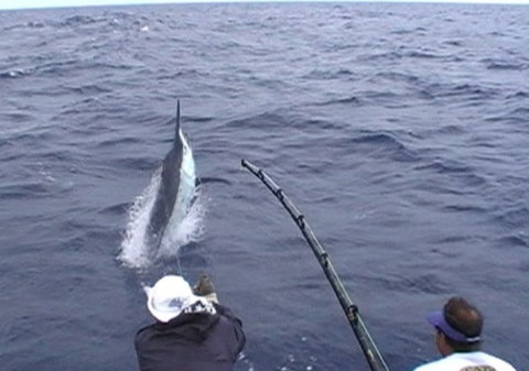 Amokura Charters - Accommodation 4U 0