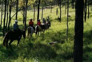 Hunter Valley Horse Riding And Adventures - Accommodation 4U 0