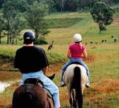 Hunter Valley Horse Riding And Adventures - Accommodation 4U 3