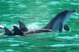 Sydney Weekend Adventures - Accommodation 4U 1