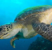 Byron Bay Dive Centre - Accommodation 4U