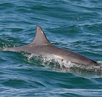 Byron Bay Dolphin Wildlife Tours - Accommodation 4U