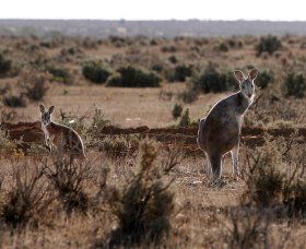 Silver City Tours - Accommodation 4U 1