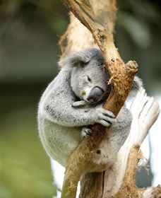 VIP Aussie Gold - Accommodation 4U 1