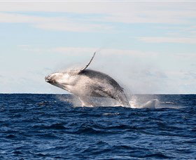 Manly Ocean Adventures - Accommodation 4U 4