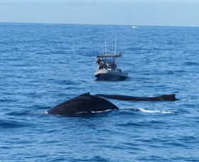 Manly Ocean Adventures - Accommodation 4U 3