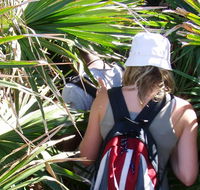 Palm Jungle loop track - Accommodation 4U