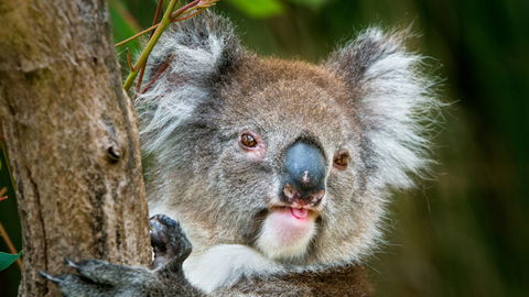 Brisbane Water National Park - Accommodation 4U 2