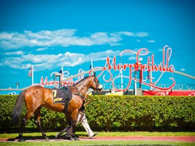 Morphettville Racecourse - Accommodation 4U 3