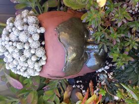 Cactus Creations - Accommodation 4U 2