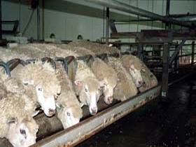 Island Pure Sheep Dairy And Cheese Factory - Accommodation 4U 0