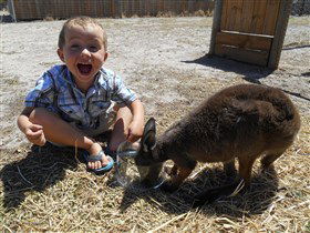 Animal Farm Goolwa - Accommodation 4U 0