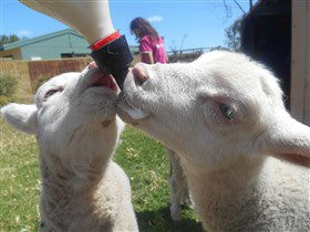 Animal Farm Goolwa - Accommodation 4U 1