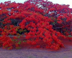 George Brown Darwin Botanic Gardens - Accommodation 4U 1