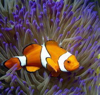 Reef HQ Aquarium - Accommodation 4U