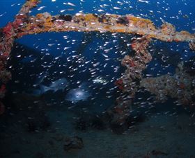 Lady Bowen Dive Site - Accommodation 4U 1